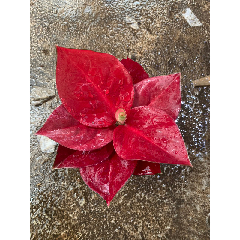 AGLONEMA SUKSOM/SUKSOM JAIPONG/SUKSOM SUPER SPESIAL/AGLONEMA SUKSOM LOKAL