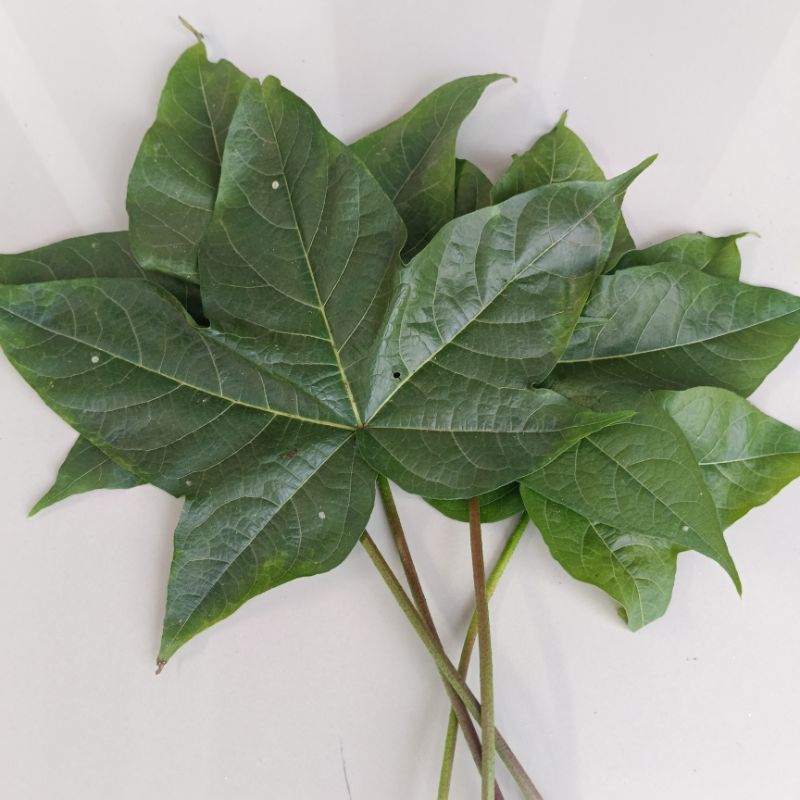 

Daun Kapas Segar Isi Per 15 Lembar