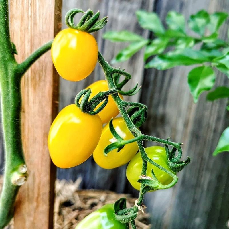5 Biji Benih Tomat Cherry Golden Sweet Bibit Unggul