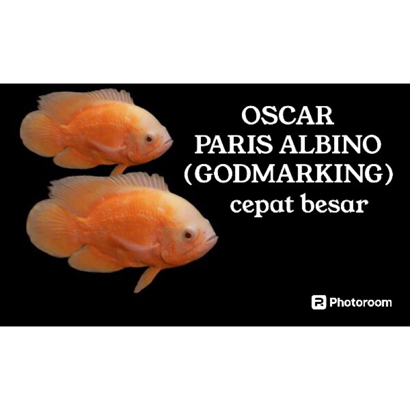 hiasan aquarium oscar Paris Albino untuk mempercantik aquarium anda cepat besar hiasan akuarium