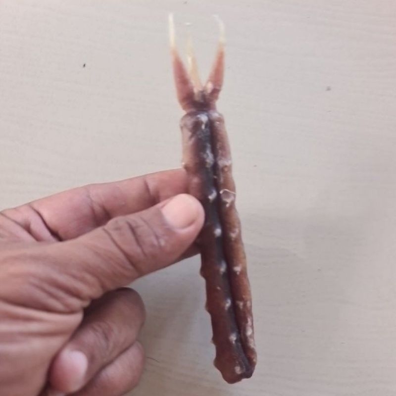 Tangkur Buaya  BUAT  KEJANTANAN  PRIA  ASLI  KALIMANTAN