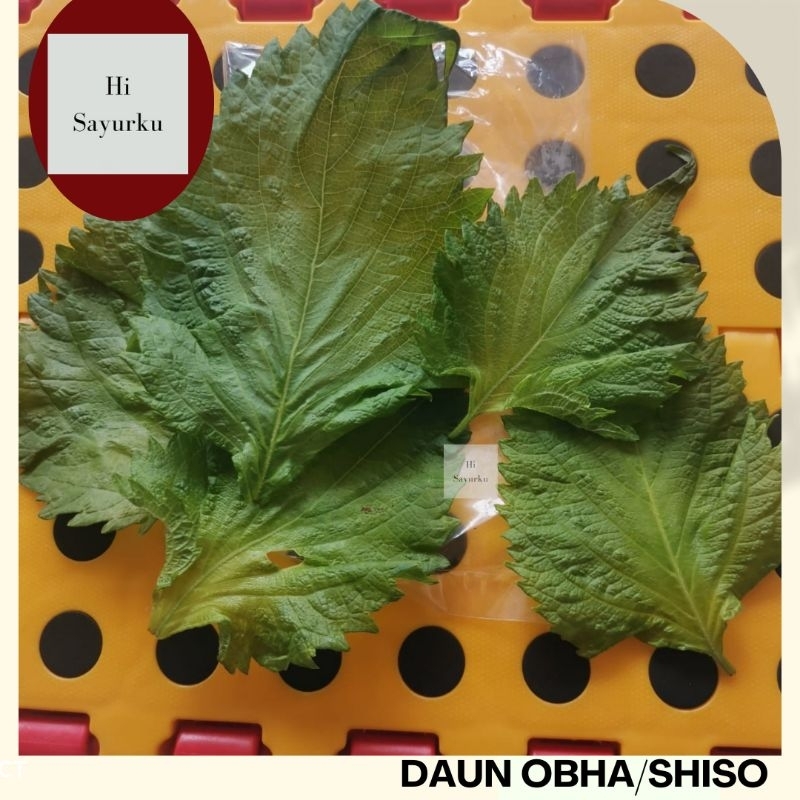 

DAUN OBA / SHISO LEAF PACK