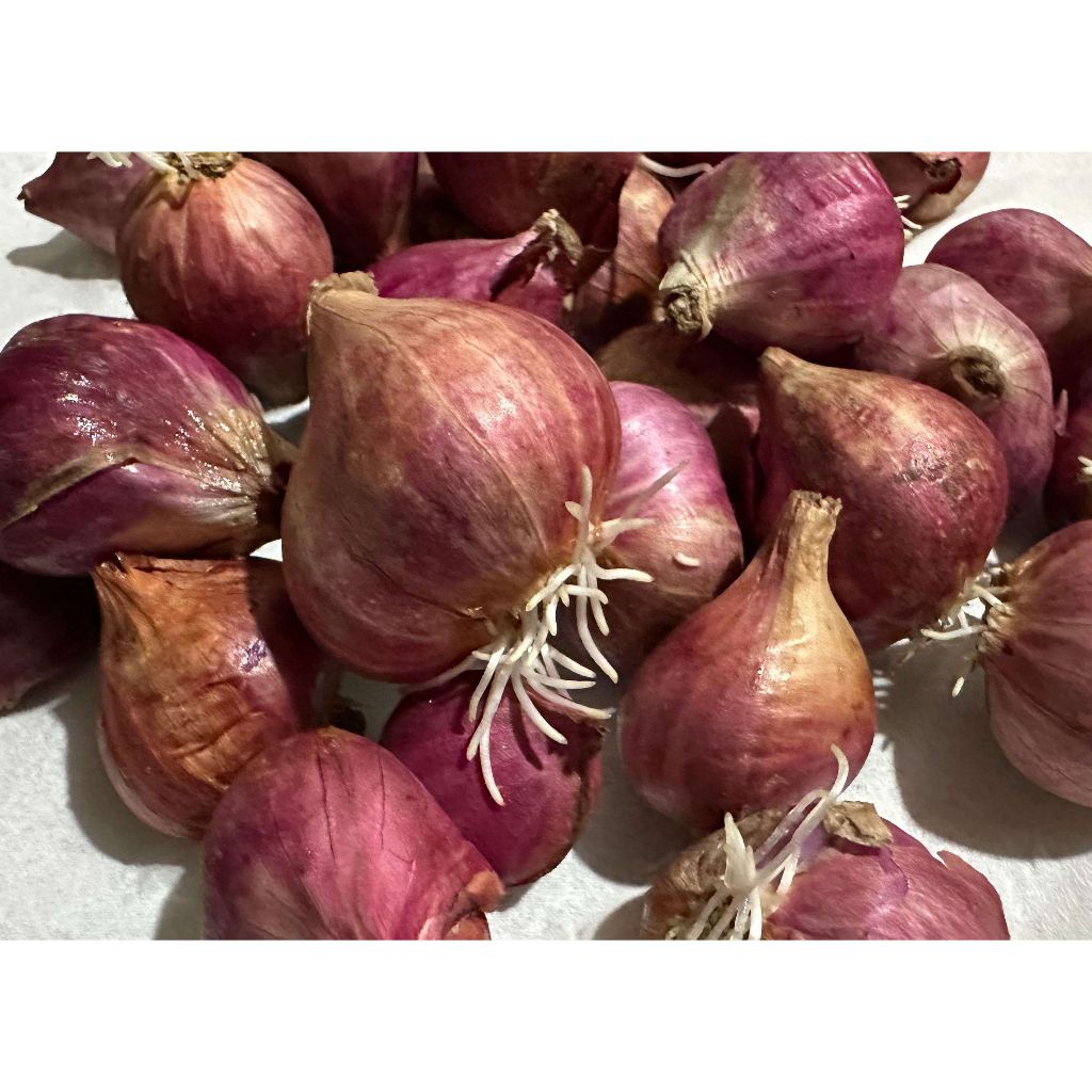 

BAWANG MERAH 700GRAM SIAP KIRIM