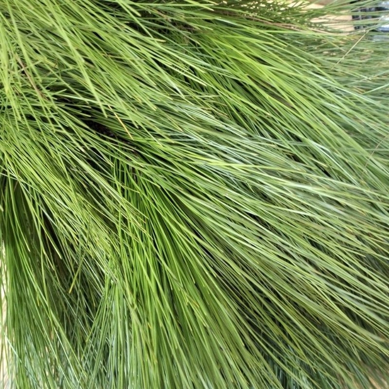 

Daun Pinus Segar 500 Gram Bersih Kualitas Super