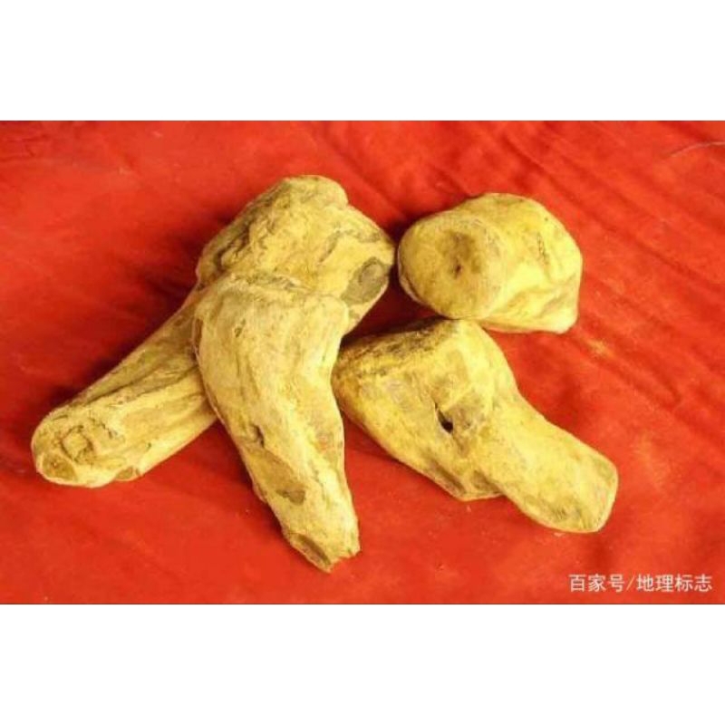 

300 G GR GRAM 川大黄只 DA HUANG ZHI RHUBARB ROOT RADIX ET RHIZOMA RHEI