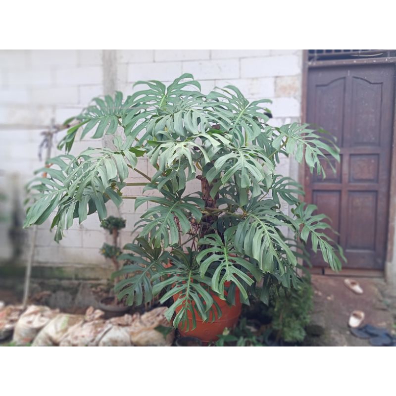 monstera king jumbo monstera jumbo