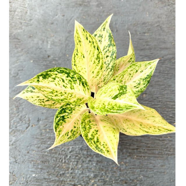 MUTIARA SIAM / WHITE MAYANG - Tanaman Hias Aglaonema / Aglonema)
