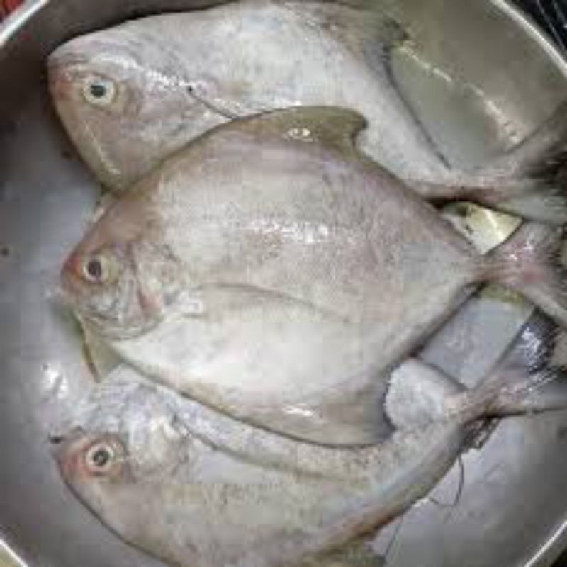 

ikan bawal laut 1kg