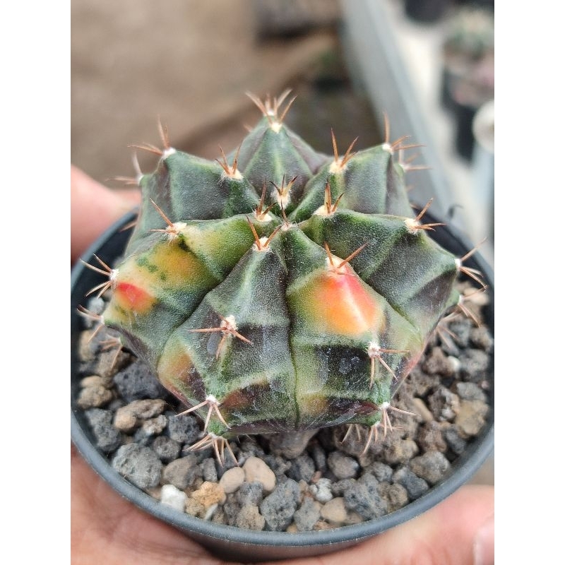 miha new hybrid varigata seedling