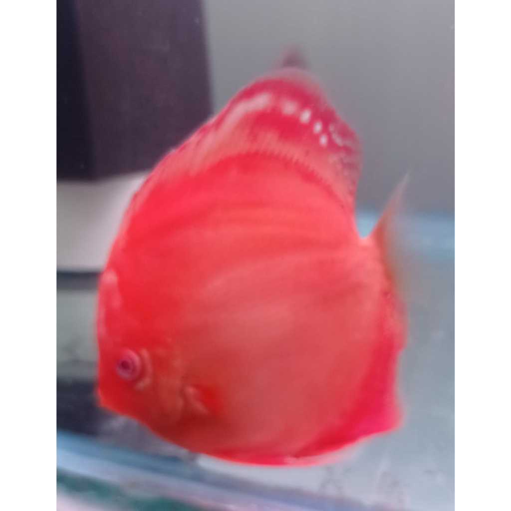 Ikan Discus Albino Red Cover Melon 2,5" inch s/d 5" inch