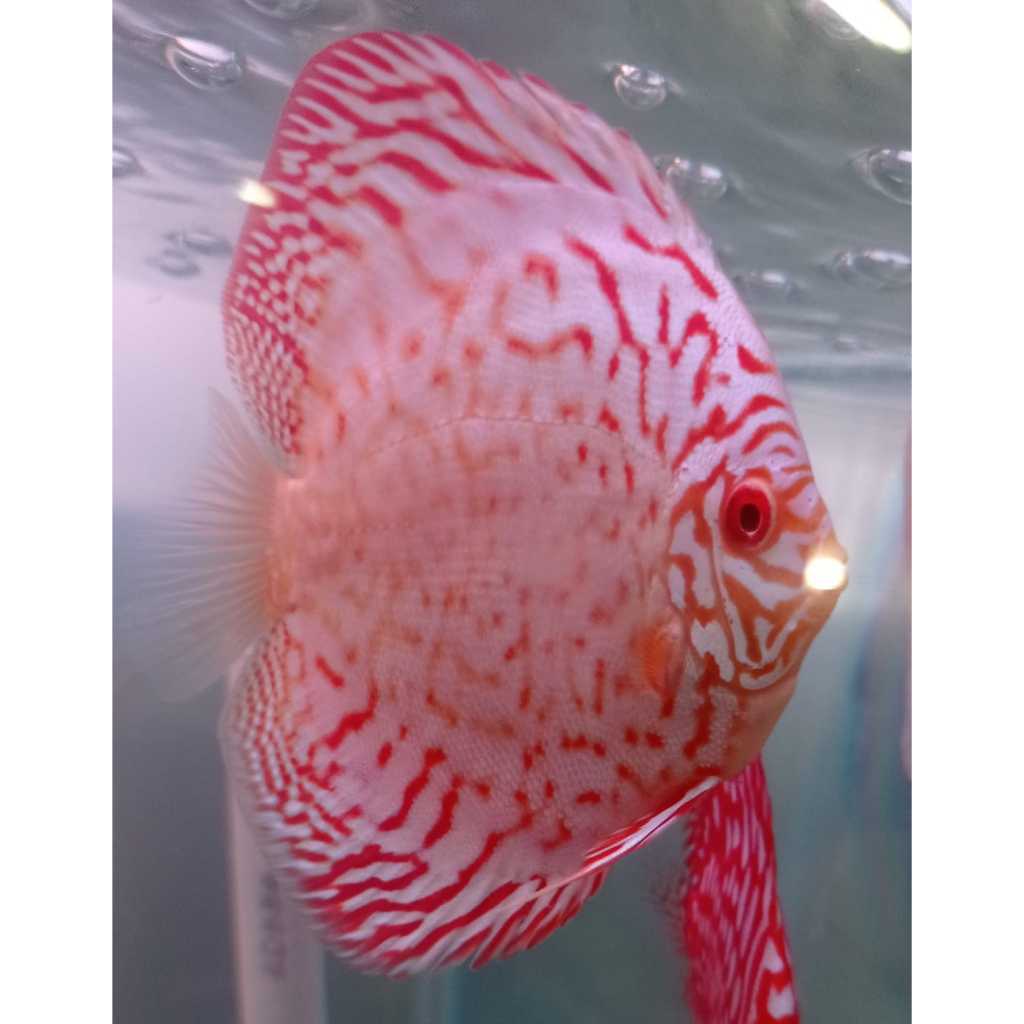 Ikan Discus Albino Red Pigeon 2,5" inch s/d 5" inch