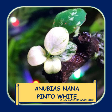 TANAMAN AQUASCAPE - ANUBIAS NANA PINTO WHITE [RARE]