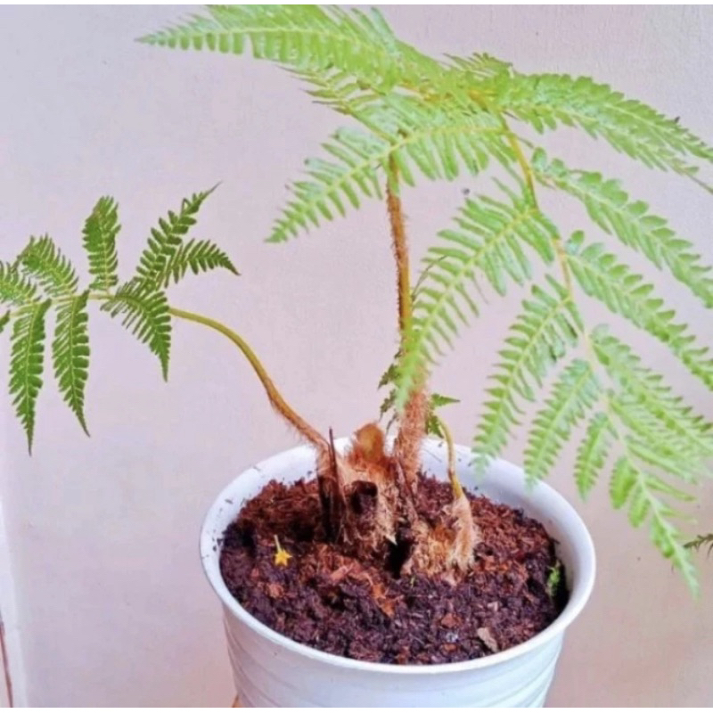 Tanaman Hias Pakis Monyet - Tanaman Hias Pakis