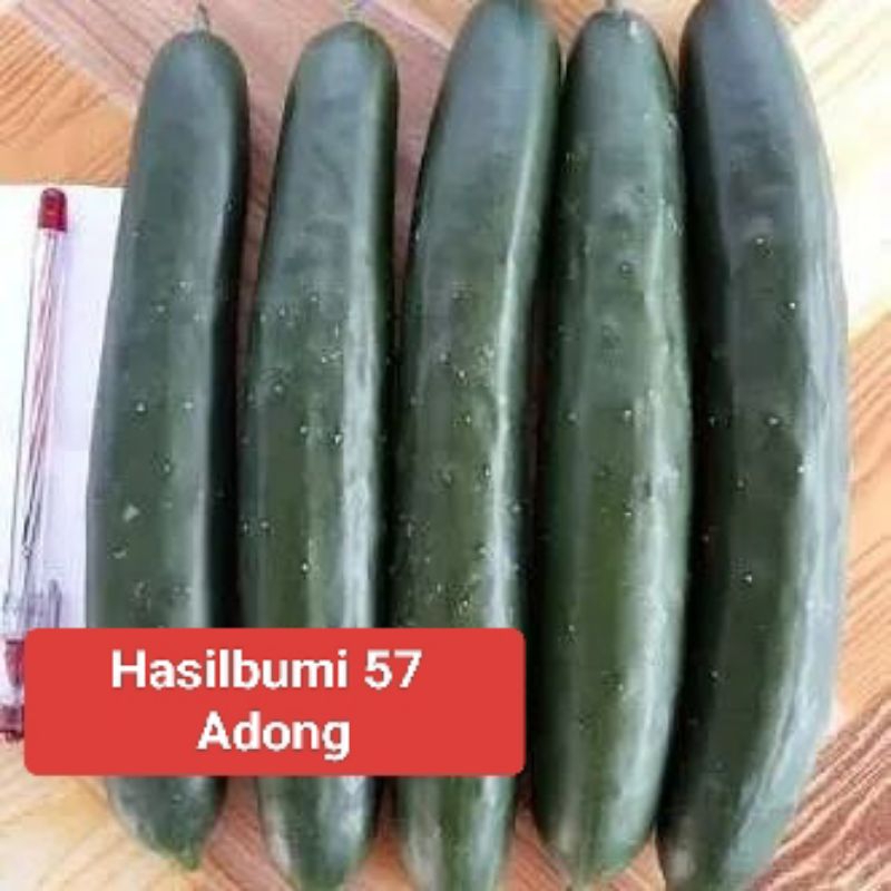 

Timun Kyuri/ Timun Jepang Organik