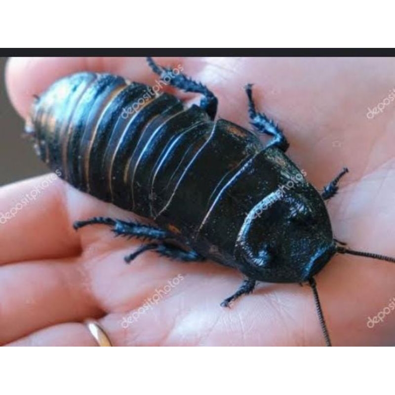 kecoa Madagaskar hidup,pakan ikan DLL
