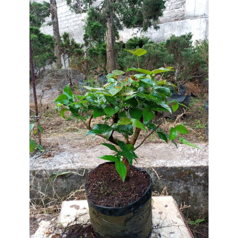 Paket 2 tanaman pohon Dewandaru dan Cemara sinensis bahan bonsai
