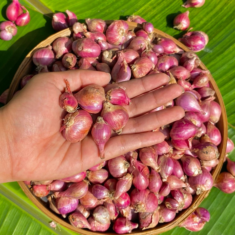 

BAWANG MERAH KUALITAS SUPER UKURAN KECIL 1KG