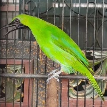 CUCAK IJO BODY BIG Kalimantan/Sumatera (Non-Jatim) Gacoran Fullset