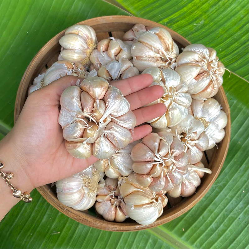 

BAWANG PUTIH KUALITAS SUPER 500GR