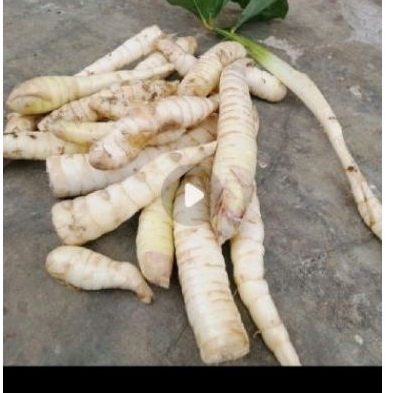 

Umbi garut sgar 1 kg mnatasi lambung