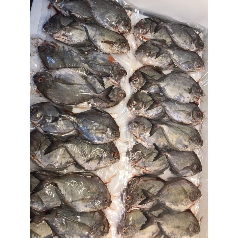 

Tsakha fish- Bawal laut hitam pancing