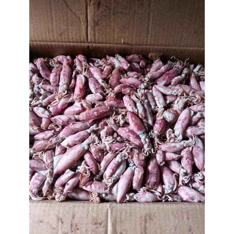 

Cumi Asin Kering 500Gr PREMIUM