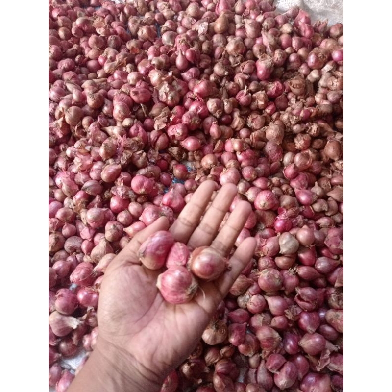 

Bawang Merah Murah 1Kg