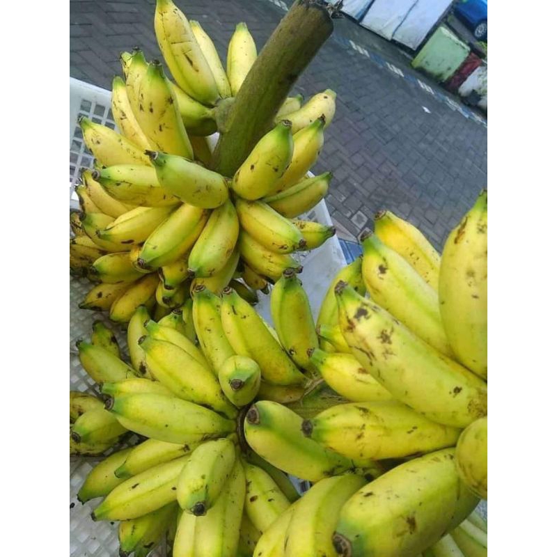 

Pisang lampung kecil sisiran dan tandanan