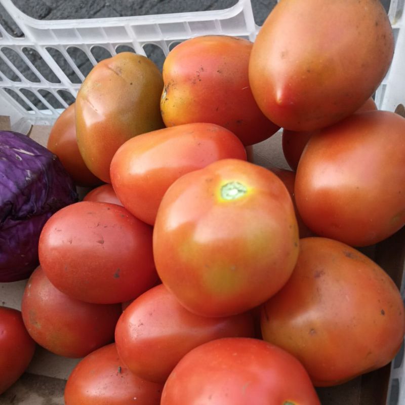 

tomat buah