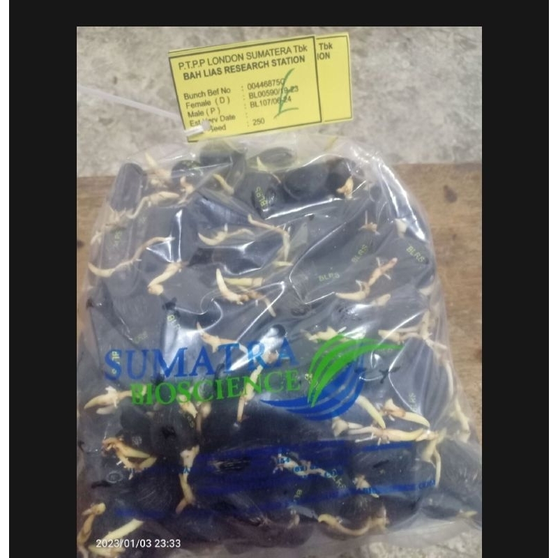 Benih Bibit kecambah sawit Lonsum BL7 unggul