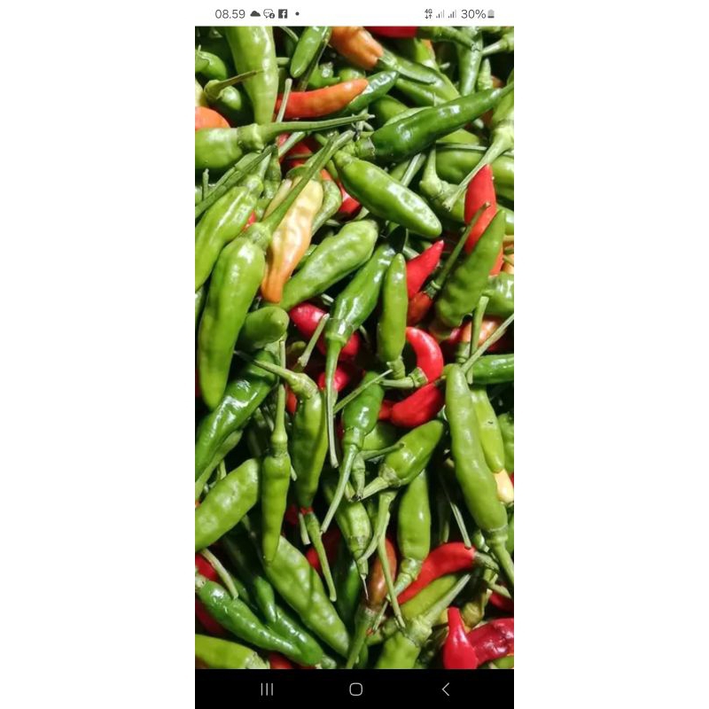 

cabai rawit hijau 1kg