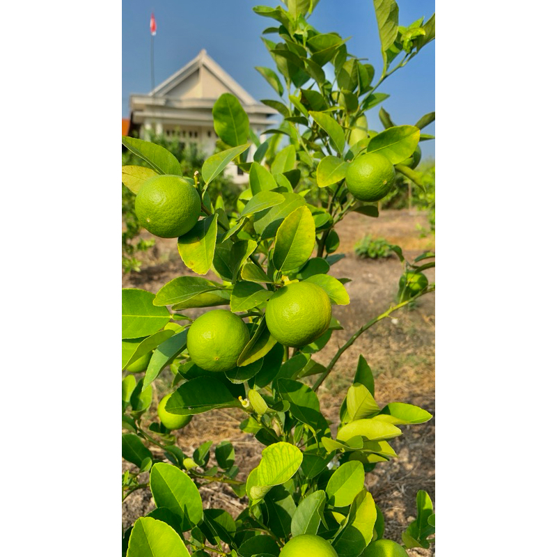 

PROMO 2KG JERUK NIPIS FRESH DARI KEBUN