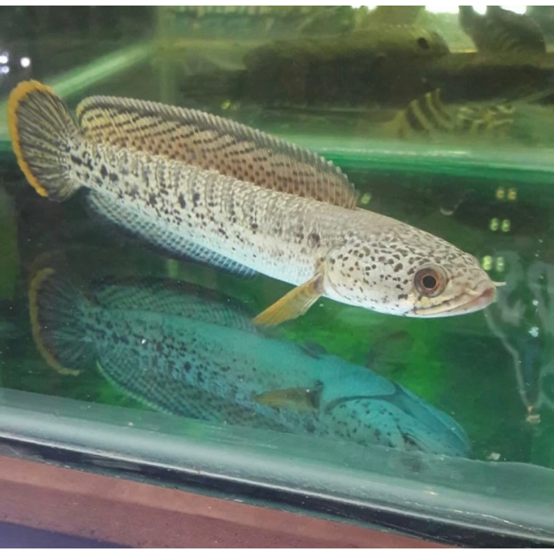 

baby barca 6-8 cm up grade A++ terbaik