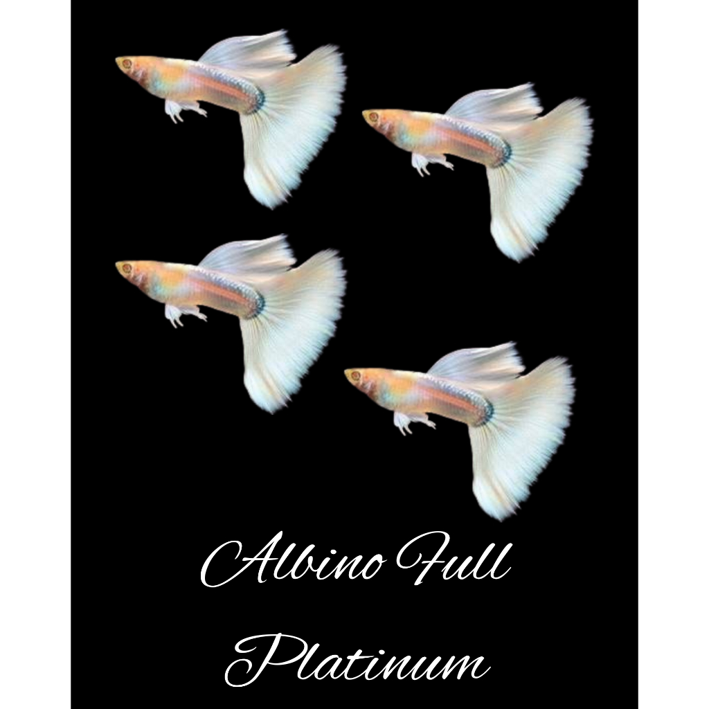 

Packing Kardus Albino Full Platinum