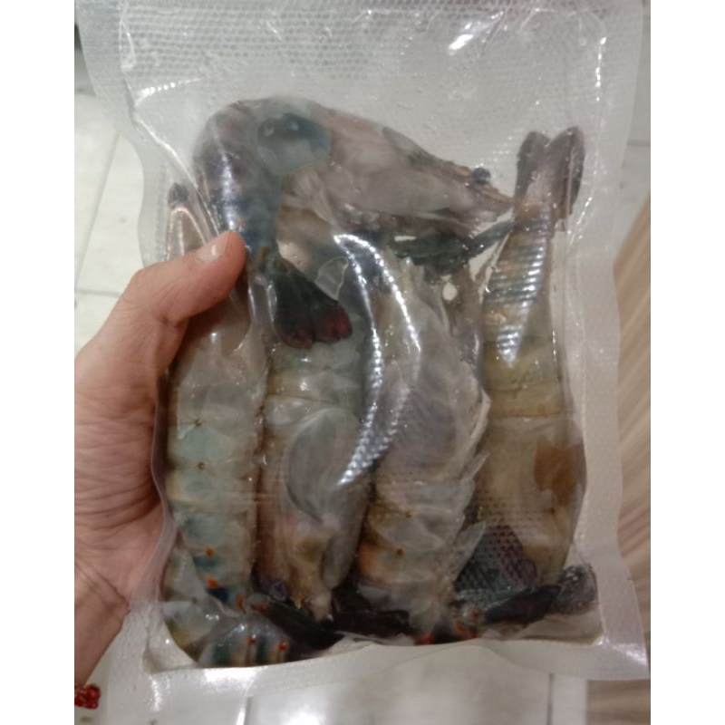 

Udang Satang /udang sungai size Sedang