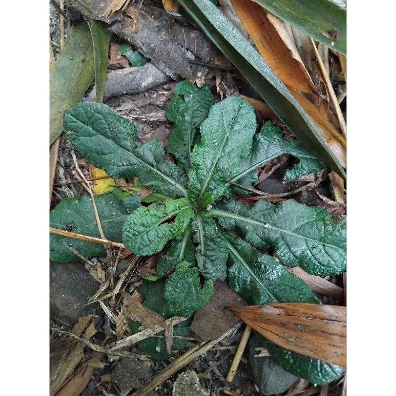 

DAUN TAPAK LIMAN SEGAR PETIK LANGSUNG DARI POHON 100g