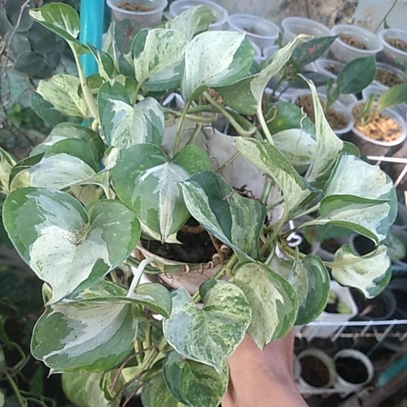 Stek Sirih Manjula ( epipremnum Manjula)