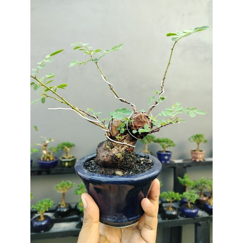 bonsai ileng ileng mini