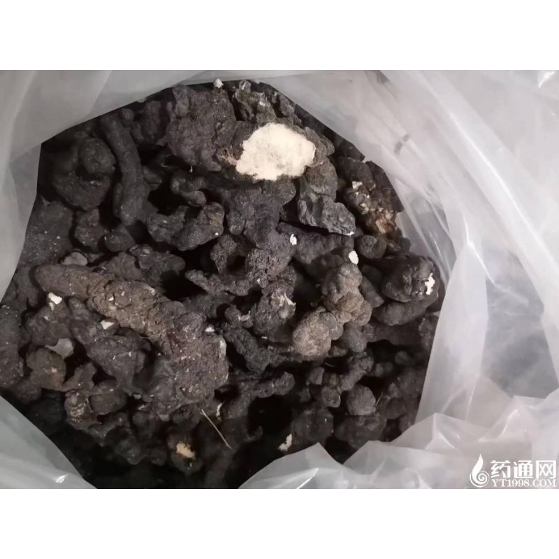 

300 G GR GRAM 朱苓只 猪苓只 ZHU LING ZHI CU LING POLYPORUS SCLEROTIUM GRIFOLA