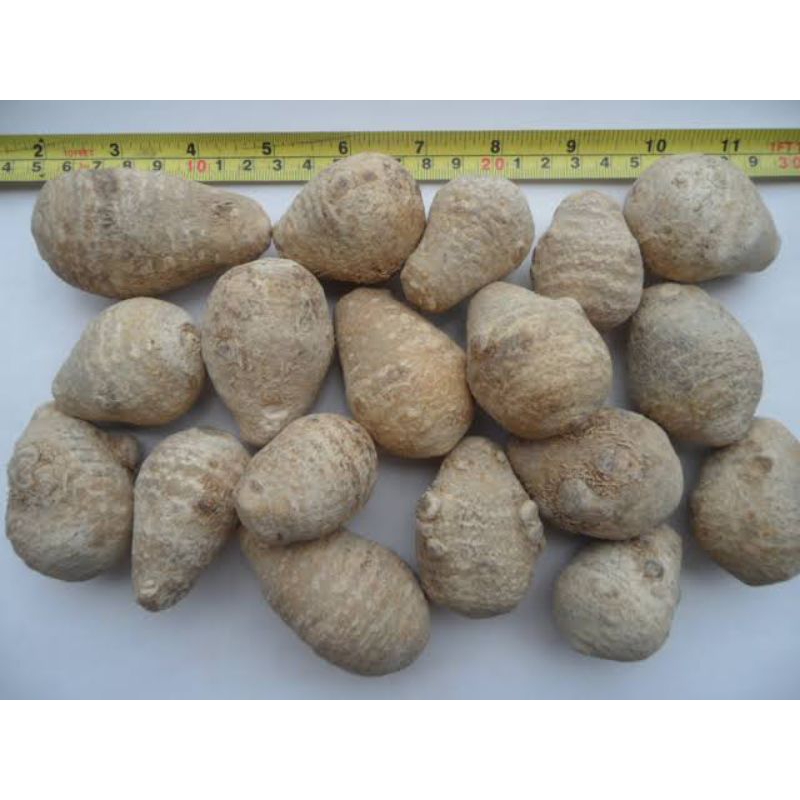 

10 G 50 GR 100 GRAM 泽泻只 ZE XIE ZHI WATERPLAINTAIN RHIZOME RHIZOMA ALISMA