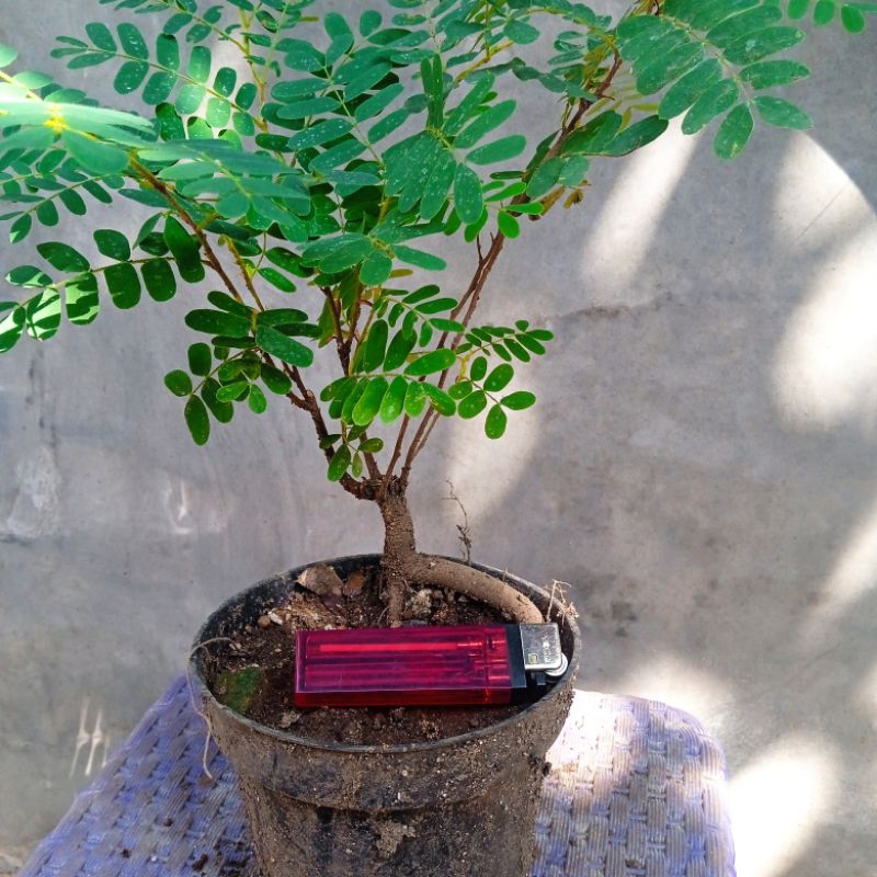 bonsai asem