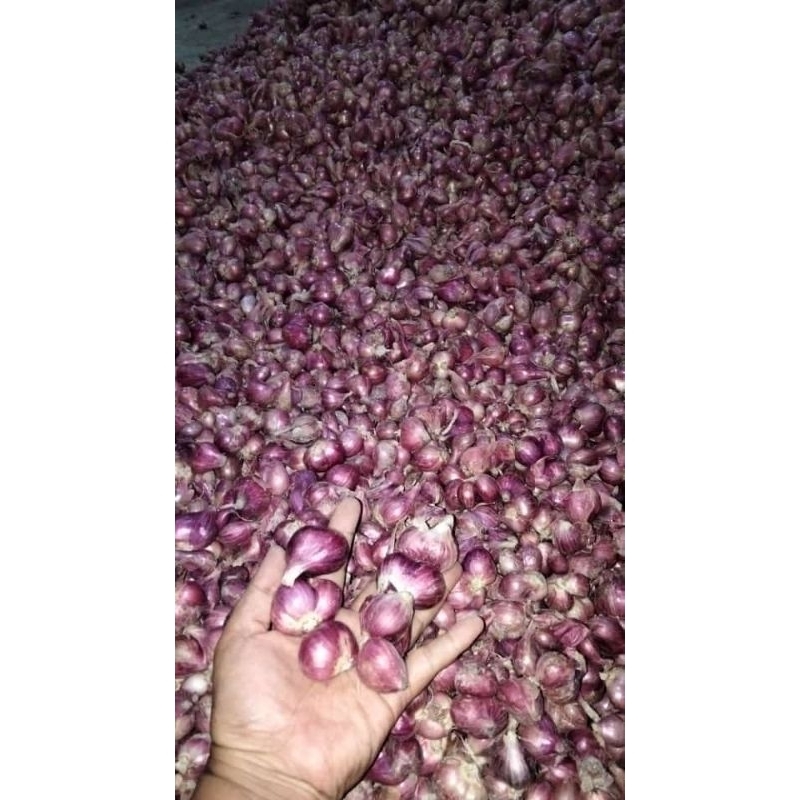 

bawang merah kuwalitas bagus