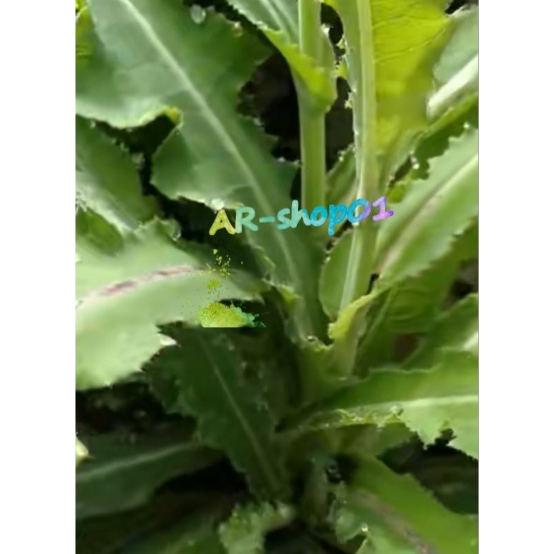 

daun tempuyung segar per 1kg | daun tempuyung obat herbal