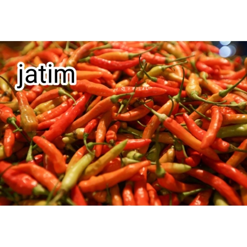 

cabe rawit JATIM