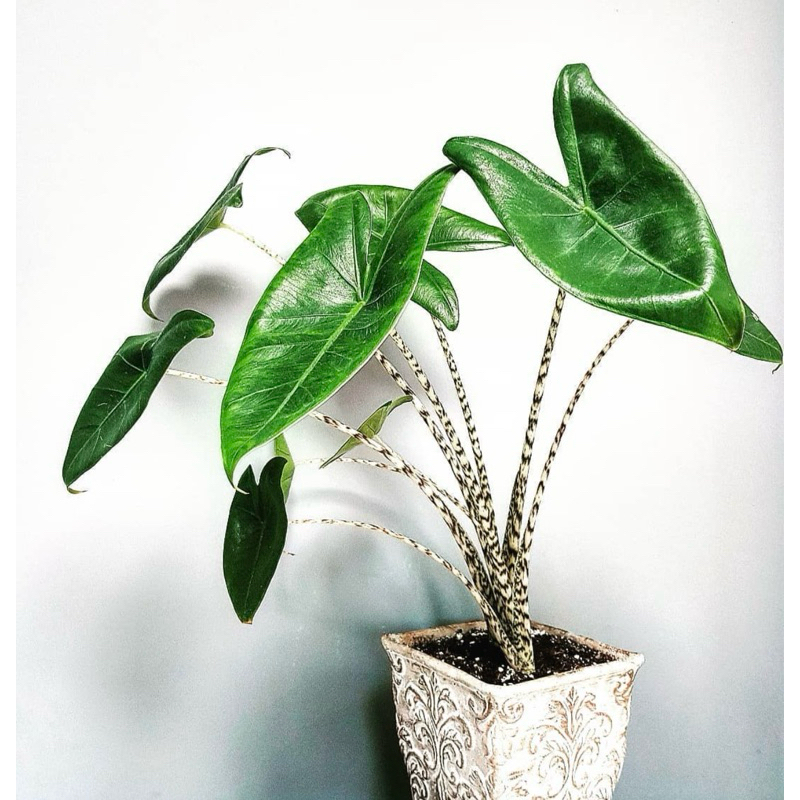 Alocasia zebrina
