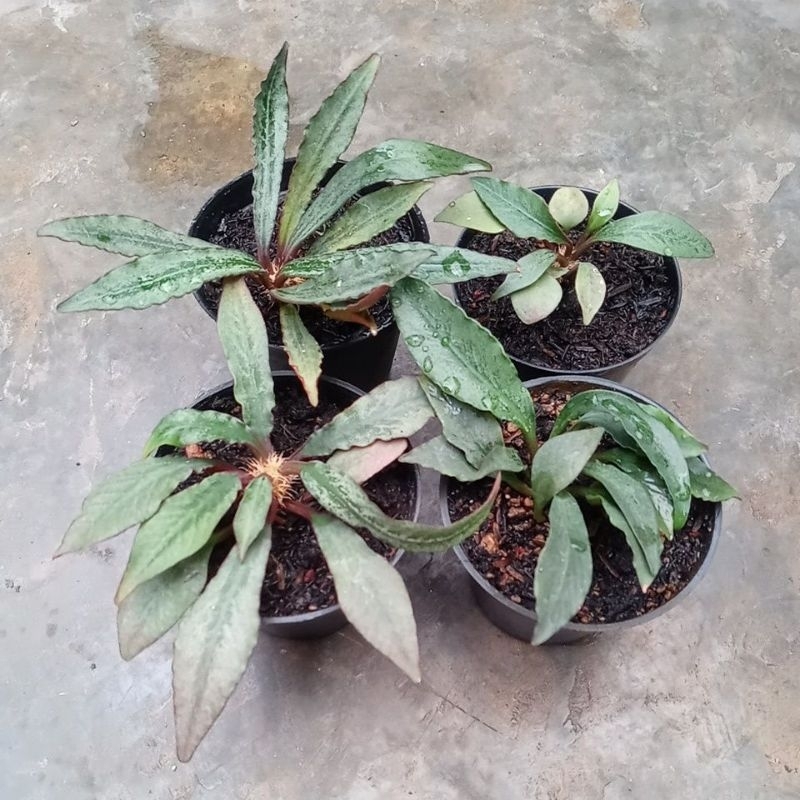 Euphorbia Francoisii hybrid