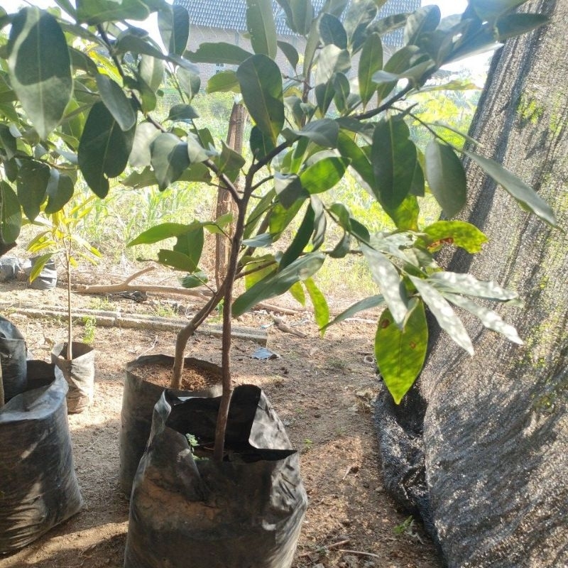 Bibit Buah Black Sapote super jumbo