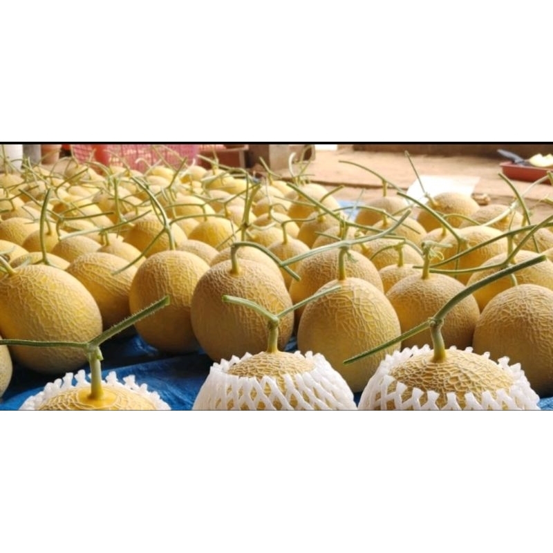 

MELON INTHANON