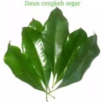 

Daun Cengkeh Segar herbal per 15 lembar