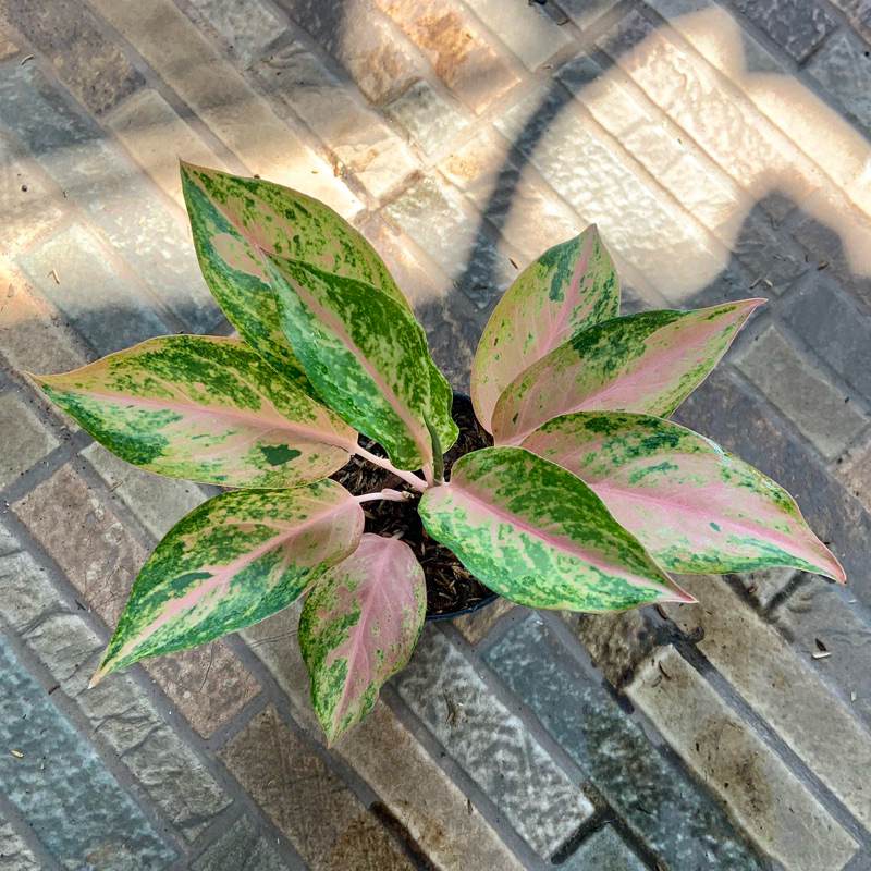 Aglaonema Golden Baby